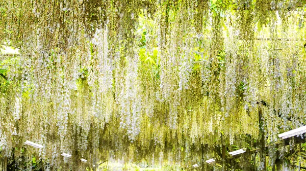 Piękne wiosenne kwiaty serii, wisteria trellis w ogrodzie — Zdjęcie stockowe