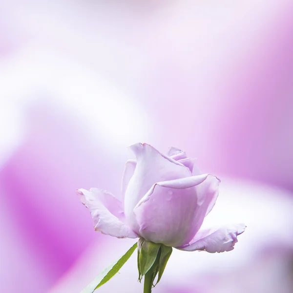 Όμορφο ροζ τριαντάφυλλο με πολύ ωραίο φόντο χρώμα — Φωτογραφία Αρχείου