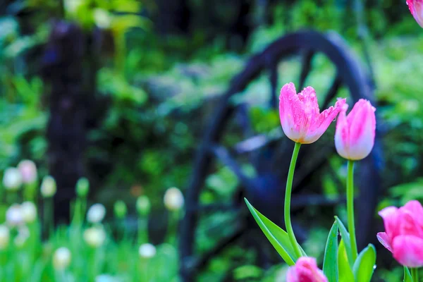 Tulip. Beautiful bouquet of tulips. colorful tulips. tulips in s — Stock Photo, Image