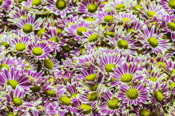 Abstrakt bakgrund blommor. Närbild — Stockfoto