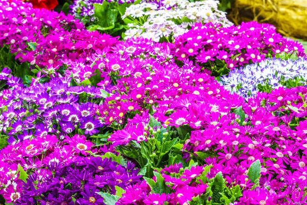 Abstracte achtergrond van bloemen. Sluiten. — Stockfoto