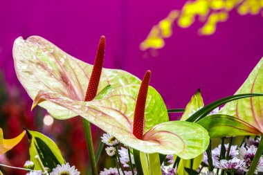 Çiçeklerin soyut arkaplanı. Kapat.