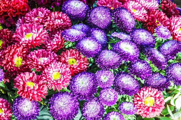 Abstrakter Hintergrund von Blumen. Nahaufnahme — Stockfoto