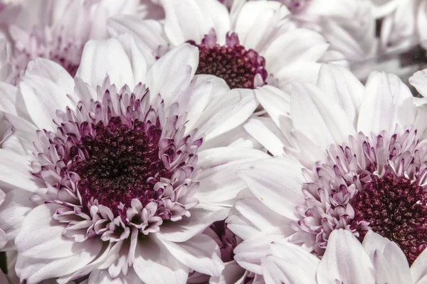 Abstrakt bakgrund blommor. Närbild — Stockfoto