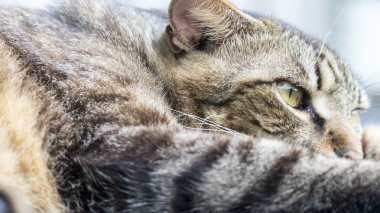 güzel arka plan rengiyle yolda döşeme kedi