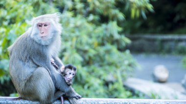 Maymun ile güzel yeşil arka plan için dağlarda