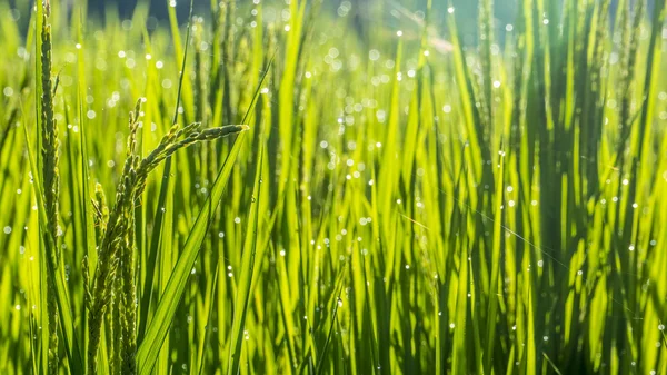 Bom paddy ascensão com cor de fundo agradável — Fotografia de Stock