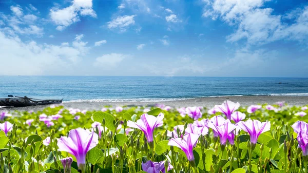 Hermosa flor pnk al lado de la playa con buen color de fondo — Foto de Stock