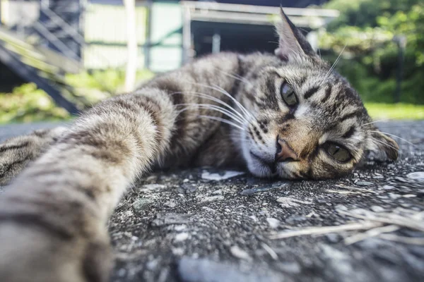 Cat laying on the road with nice background color — Stock Photo, Image