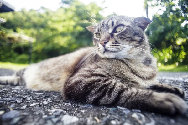 Gato tendido en el camino con bonito color de fondo — Foto de Stock