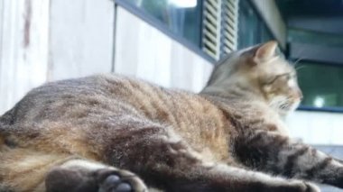 Güzel arka plan ile sokakta kedi