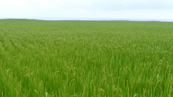 好的上升稻谷的漂亮的背景颜色 — 图库视频影像