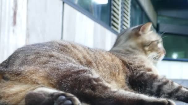 Kot na ulicy z ładne tło — Wideo stockowe