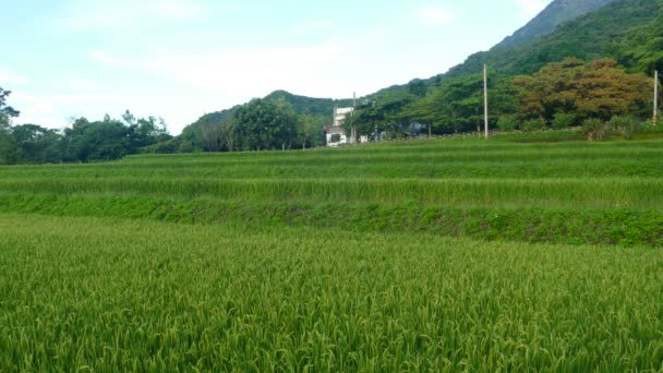 素敵な背景色を持つ素敵な上昇水田 — ストック動画