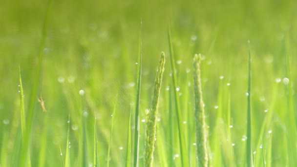 Belle montée paddy avec belle couleur de fond — Video