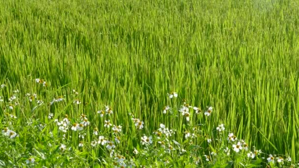 Bonito arrozal subida con bonito color de fondo — Vídeos de Stock