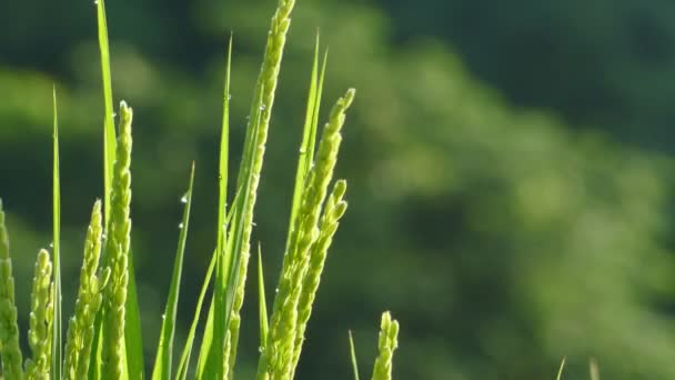 Nice rise paddy with nice background color — Stock Video