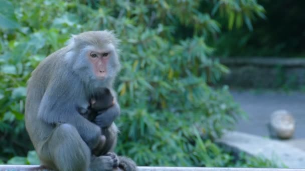 Macaco nas montanhas com verde agradável para o fundo — Vídeo de Stock