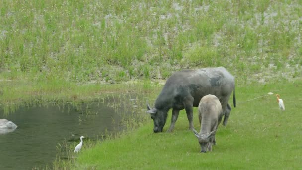 Cow eating the green grass with nice background color — Stock Video