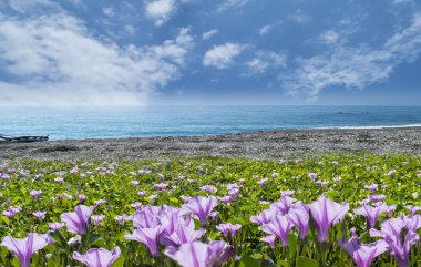 güzel pnk çiçek güzel arka plan rengi ile plaj yanında