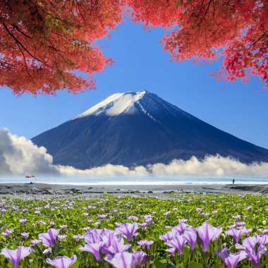 güzel pnk çiçek güzel arka plan rengi ile plaj yanında