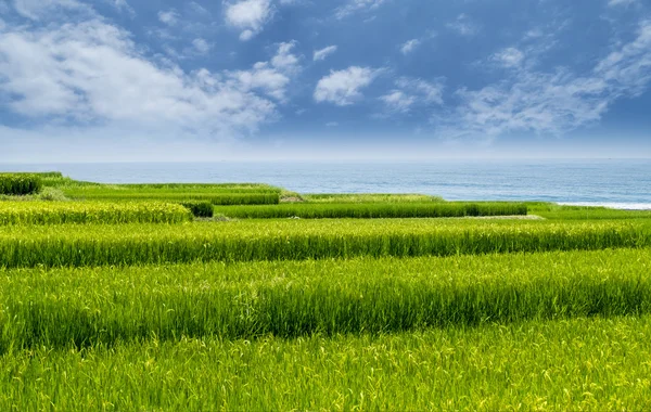 Hermoso arrozal al lado de la playa con buen color de fondo —  Fotos de Stock