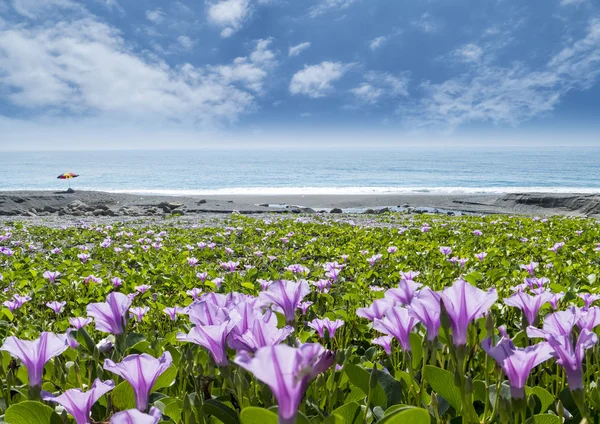 Hermosa flor pnk al lado de la playa con buen color de fondo — Foto de Stock