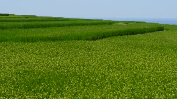 Bonito arrozal subida con bonito color de fondo — Vídeos de Stock