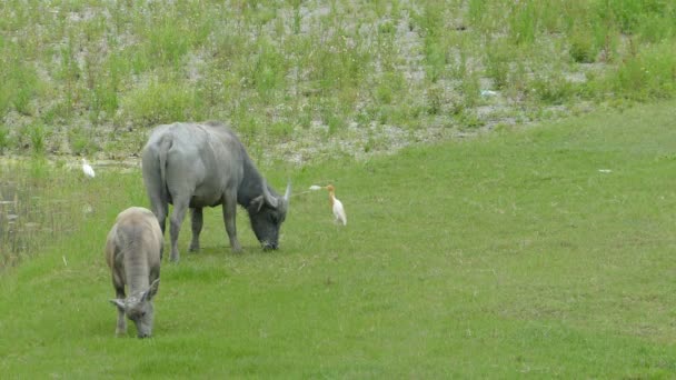 Vaca comendo a grama verde com cor de fundo agradável — Vídeo de Stock