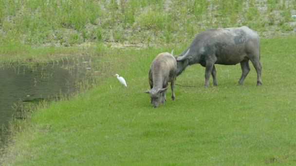 Cow eating the green grass with nice background color — Stock Video