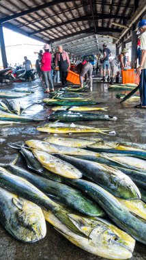 Balıkçı tekneleri dayalı Chenggong balıkçılık liman kaldırmak balıkçılık goo