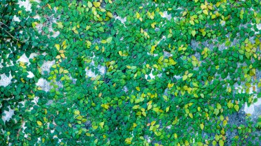 Duvar arka plan dokusu üzerinde yeşil yaprakları