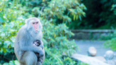 Komik maymun A komik maymun Tayvan bir doğal orman yaşıyor