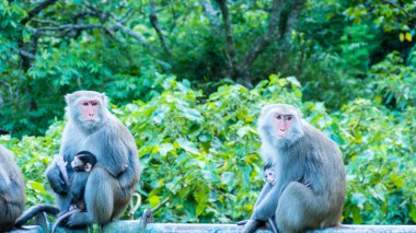 Komik maymun A komik maymun Tayvan bir doğal orman yaşıyor