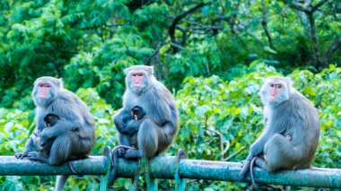 Komik maymun A komik maymun Tayvan bir doğal orman yaşıyor