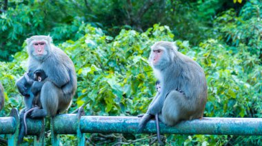 Komik maymun A komik maymun Tayvan bir doğal orman yaşıyor