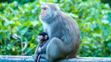 Komik maymun A komik maymun Tayvan bir doğal orman yaşıyor