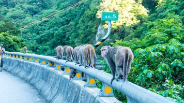 Komik maymun A komik maymun Tayvan bir doğal orman yaşıyor