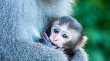 Komik maymun A komik maymun Tayvan bir doğal orman yaşıyor