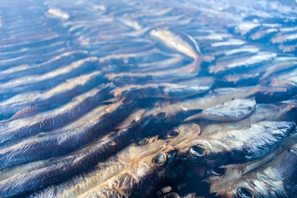 Geräucherter Fisch auf dem Teller im Sommer, Taiwan — Stockfoto
