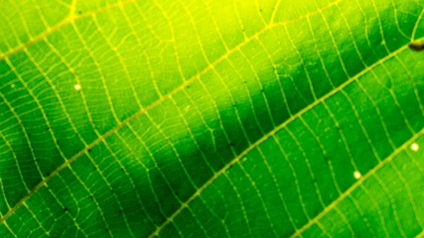 Green leaf background with nice background color — Stock Photo, Image