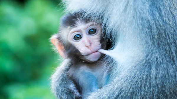 Funny monkeys A funny monkey lives in a natural forest of Taiwan