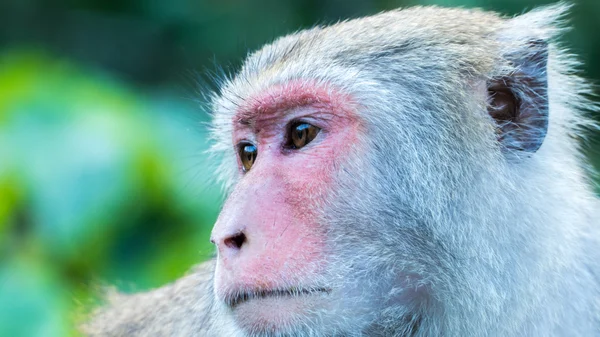 Macacos engraçados imagem de stock. Imagem de real, tailândia - 66221993