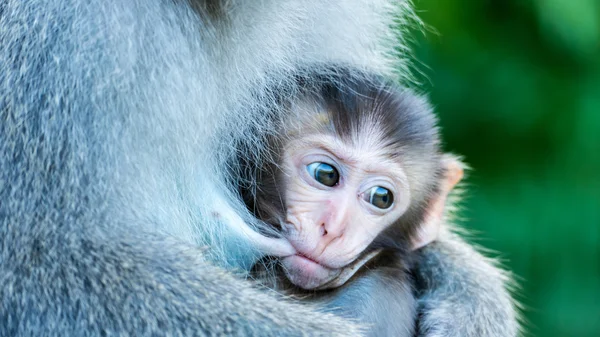 Compilação Macacos Fofos e Engraçados #02 - Bebê macaco 😍😆, Compilação Macacos  Fofos e Engraçados #02 - Bebê macaco 😍😆, By Bebê macaco Natureza