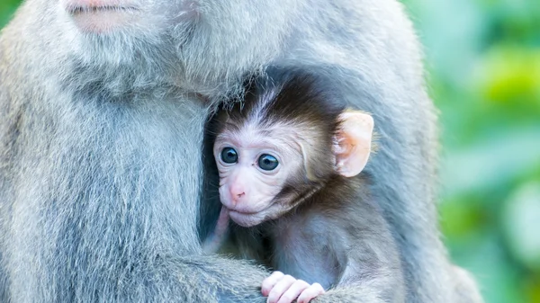 Funny monkeys A funny monkey lives in a natural forest of Taiwan