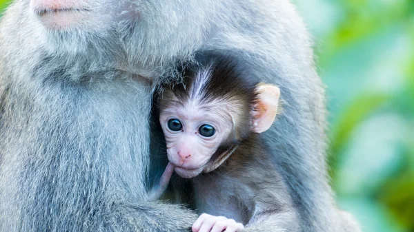 Funny monkeys A funny monkey lives in a natural forest of Taiwan