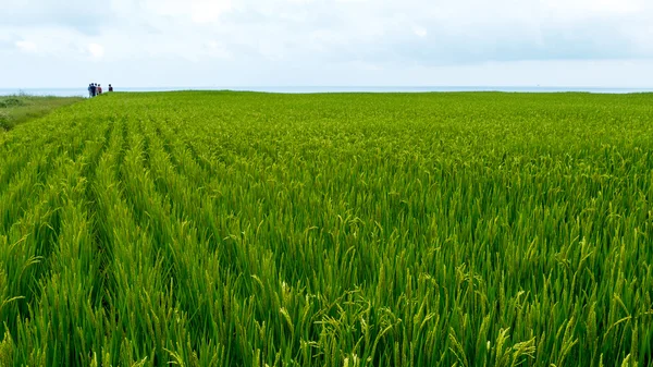 Primer plano de arroz con cáscara verde. Oreja verde de arroz en arroz con cáscara fi —  Fotos de Stock