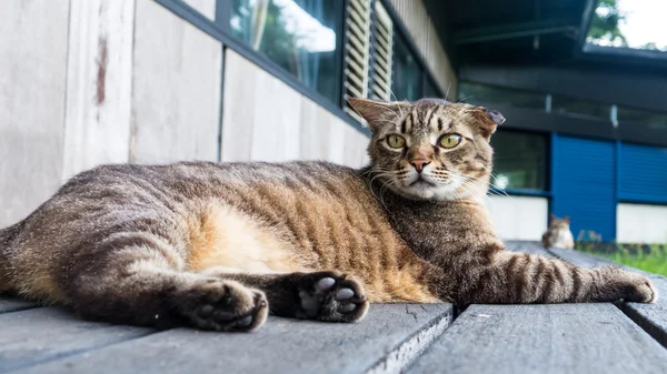 Vieux chat dormant sur un sol en bois avec fond flou — Photo