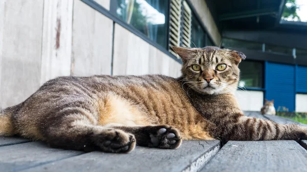 Vieux chat dormant sur un sol en bois avec fond flou — Photo