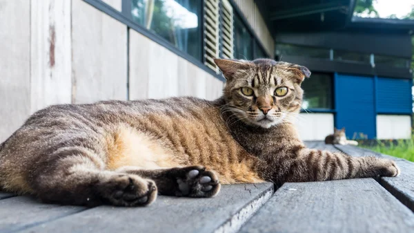 Vieux chat dormant sur un sol en bois avec fond flou — Photo